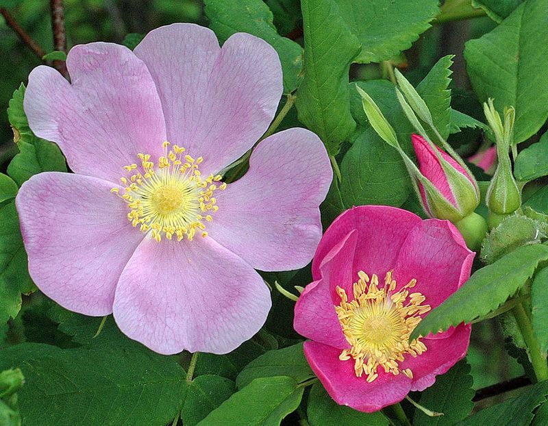 Nootka Rose