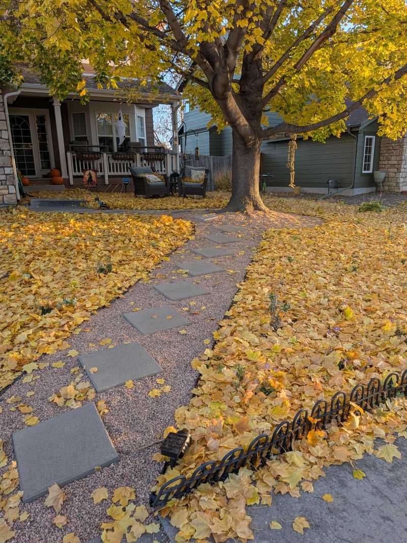 Normal Leaf Drop Is Not Usually Damage Normal Leaf Drop Is Not Usually Damage