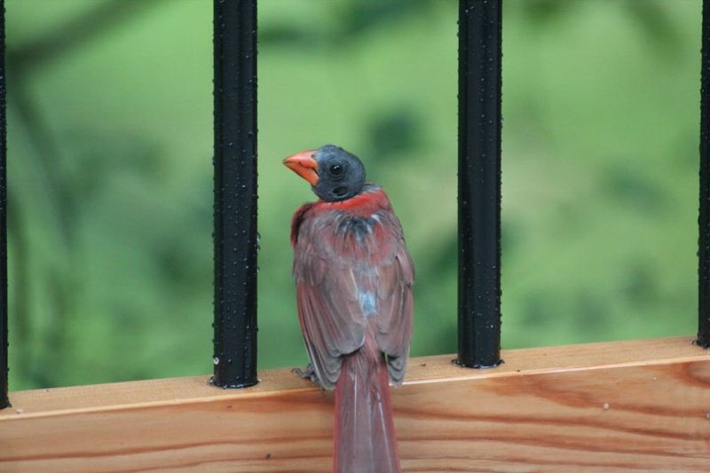 Normal Yearly Feather Molt Normal Yearly Feather Molt