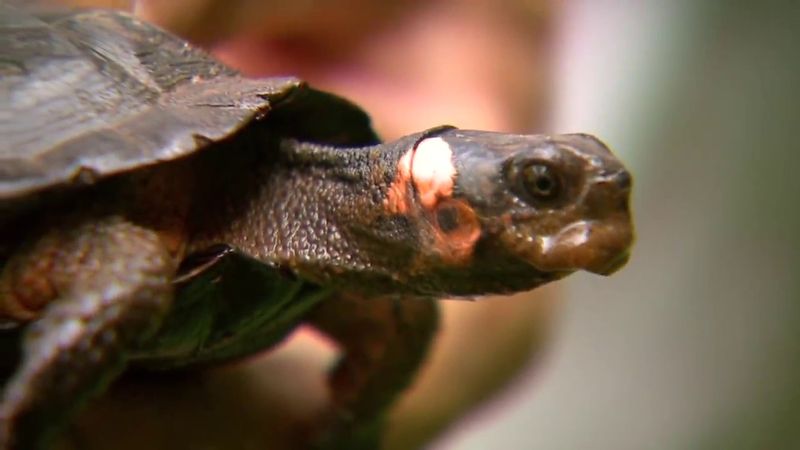 North America's Tiniest Freshwater Turtle North America's Tiniest Freshwater Turtle