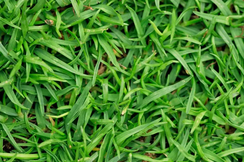 North Carolina Bermudagrass Is Getting Ready To Sleep In October North Carolina Bermudagrass Is Getting Ready To Sleep In October