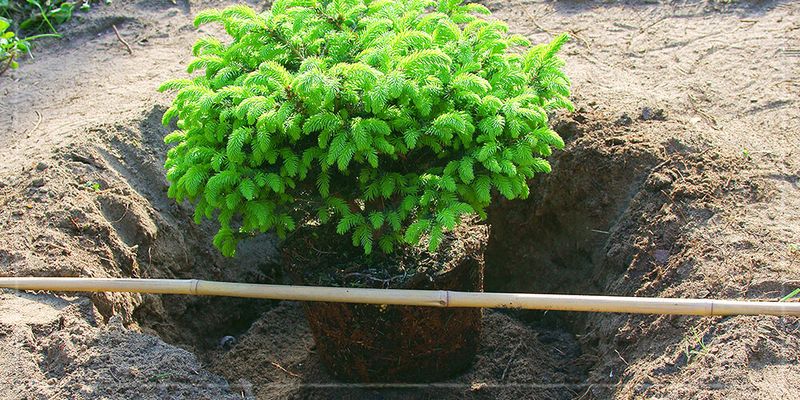 North Carolina Fall Conditions Can Favor Root Growth
