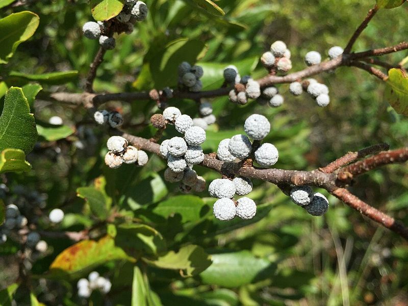 Northern Bayberry Gives Warblers A Rare Waxy Winter Food