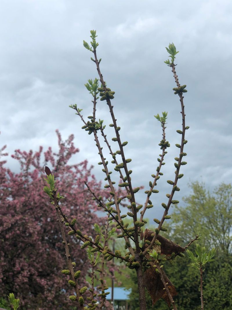 Northern Bayberry