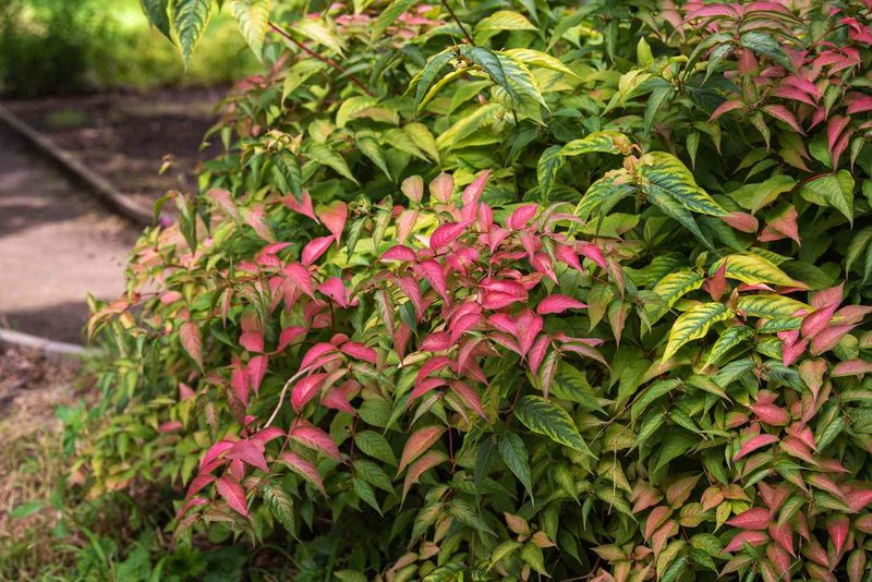 Northern Bush Honeysuckle For Shady Dry Corners