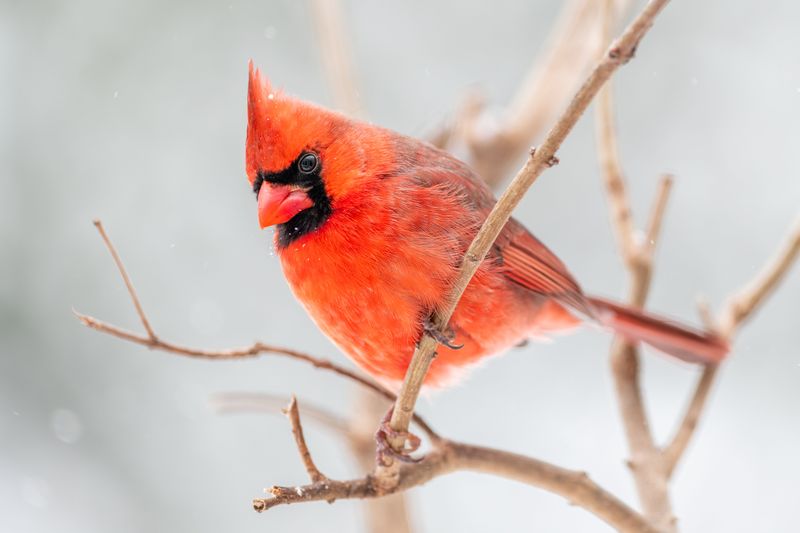 Northern Cardinals Stay Through Ohio’s Deepest Cold Northern Cardinals Stay Through Ohio’s Deepest Cold