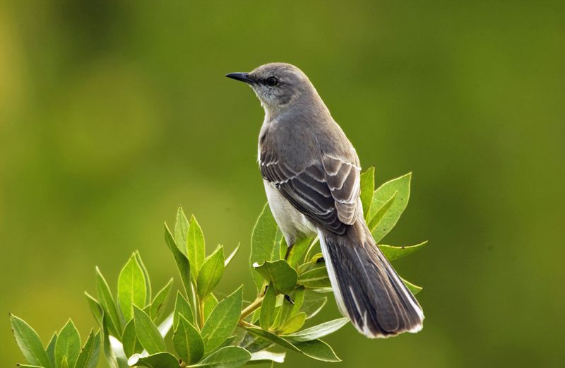 Northern Mockingbirds Like Fruit-Rich Yards
