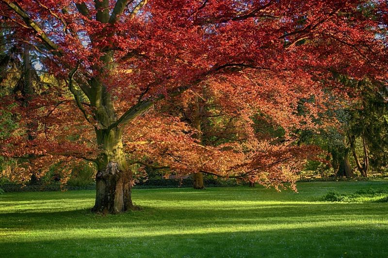 Northern Red Oak