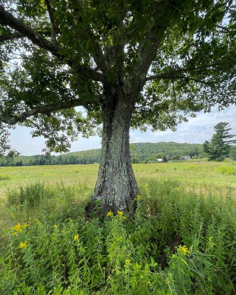 Northern Red Oak Northern Red Oak