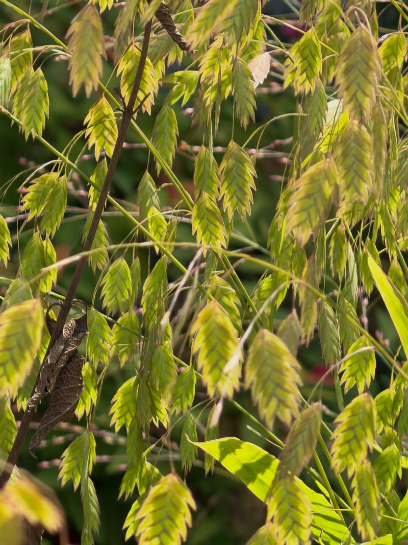 Northern Sea Oats (Chasmanthium Latifolium) Northern Sea Oats (Chasmanthium Latifolium)