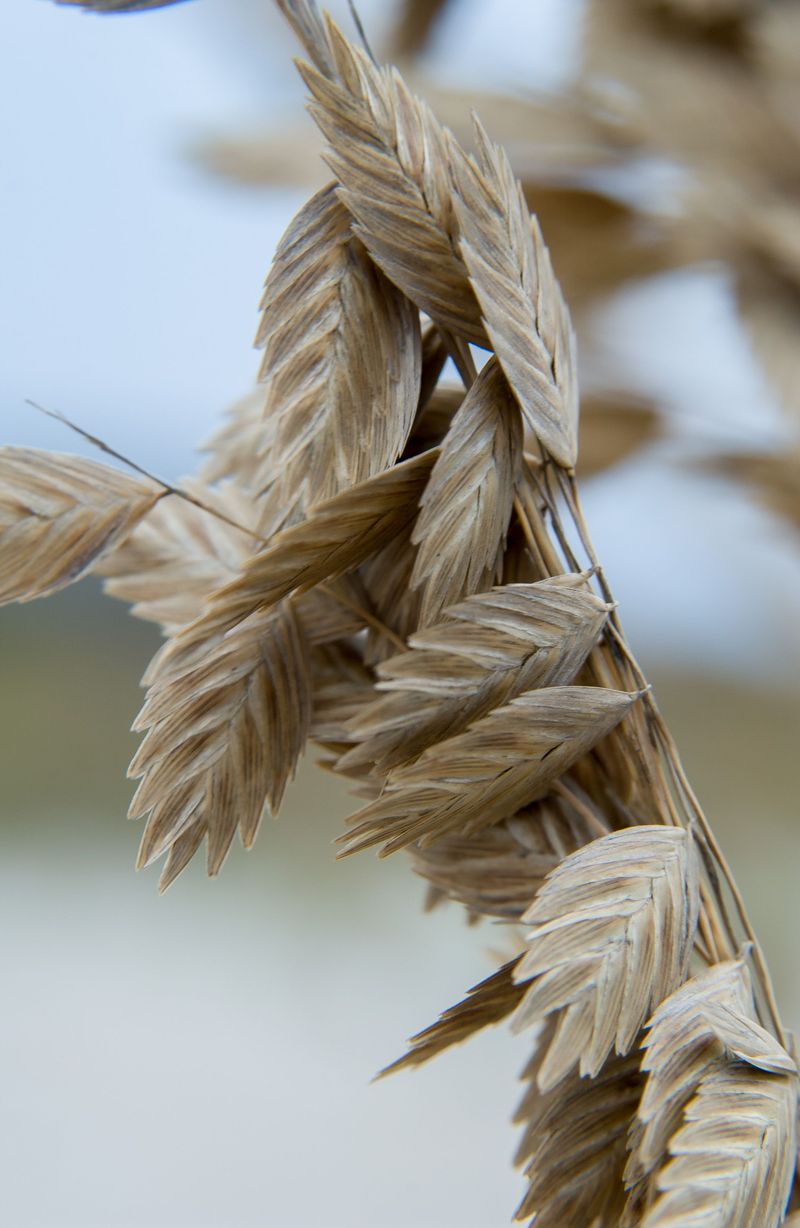 Northern Sea Oats For Dangling Bronze Seeds