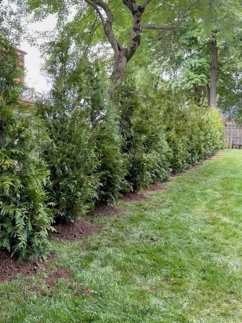 Northern White Cedar