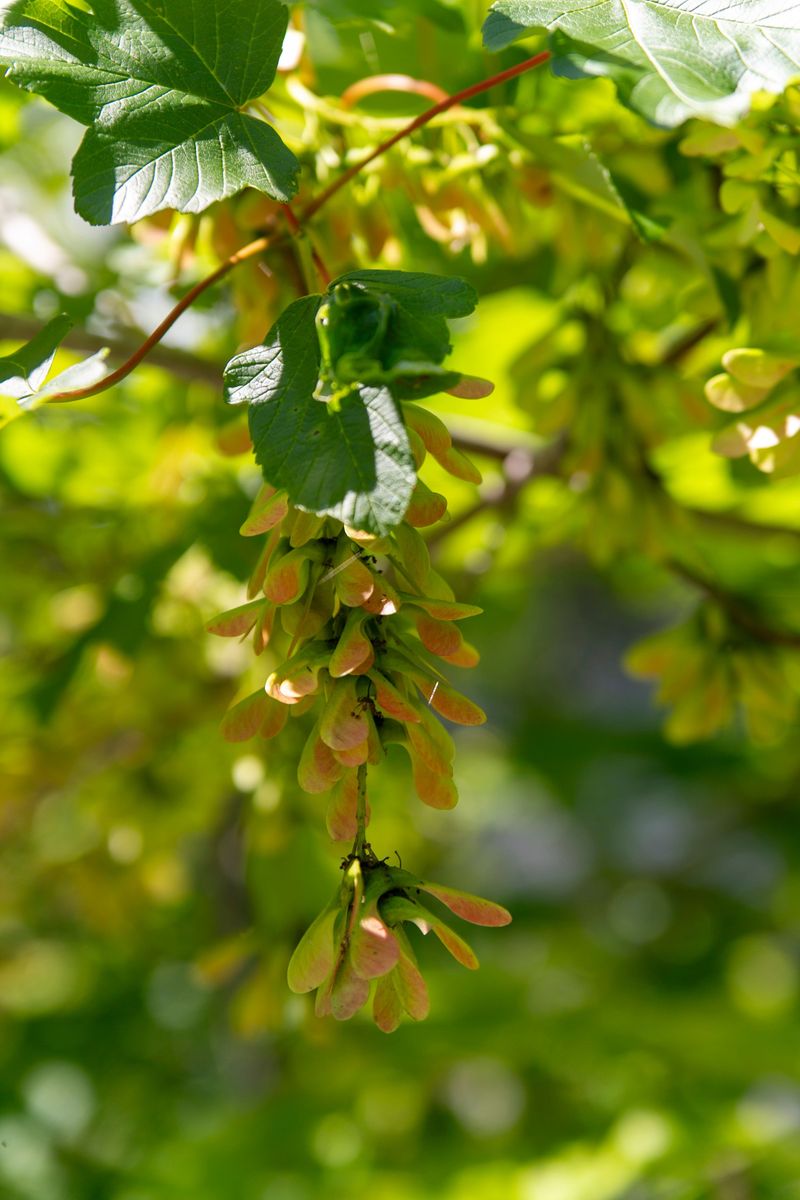 Norway Maple Casts Deep Shade And Drops Seeds Everywhere