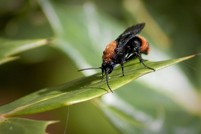 Not Actually An Ant At All Not Actually An Ant At All