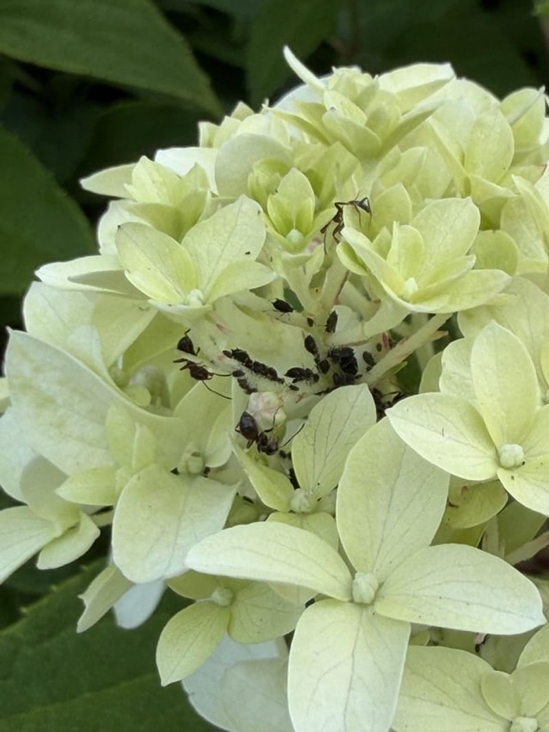 Not Every Ant On A Hydrangea Means Trouble