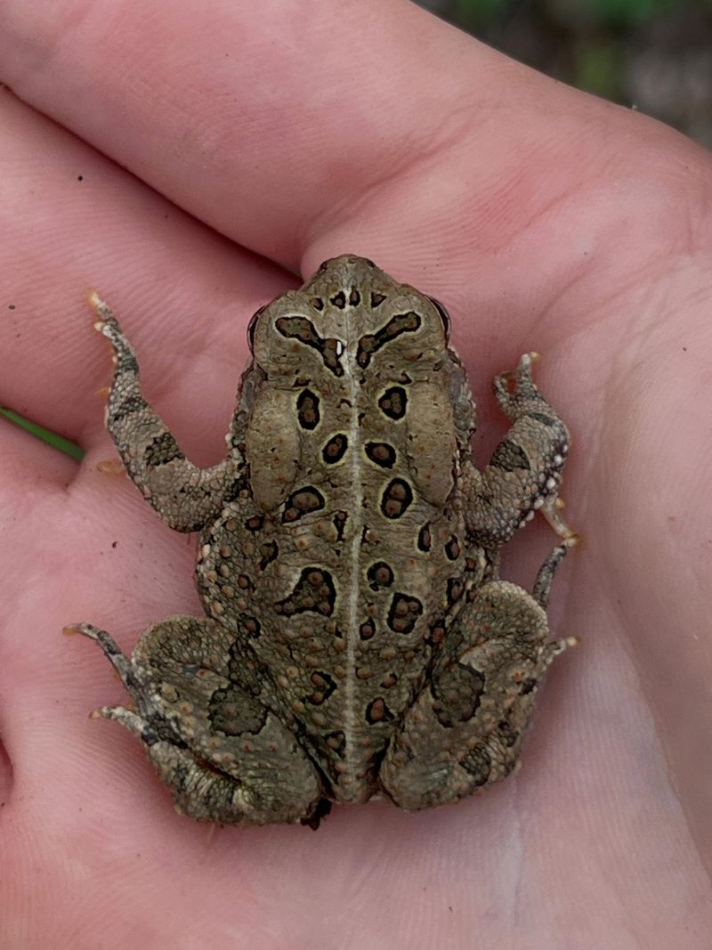 Not Every Bumpy Visitor Is The Same Species