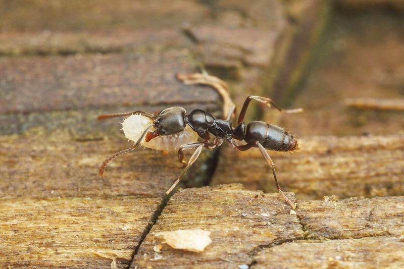 Not Every Garden Sting Comes From A Fire Ant Not Every Garden Sting Comes From A Fire Ant