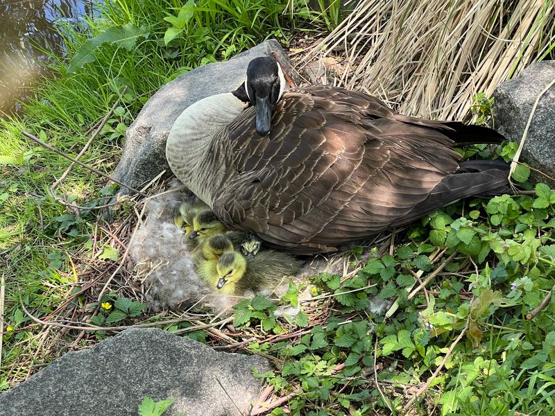 Not Every Goose Is Leaving