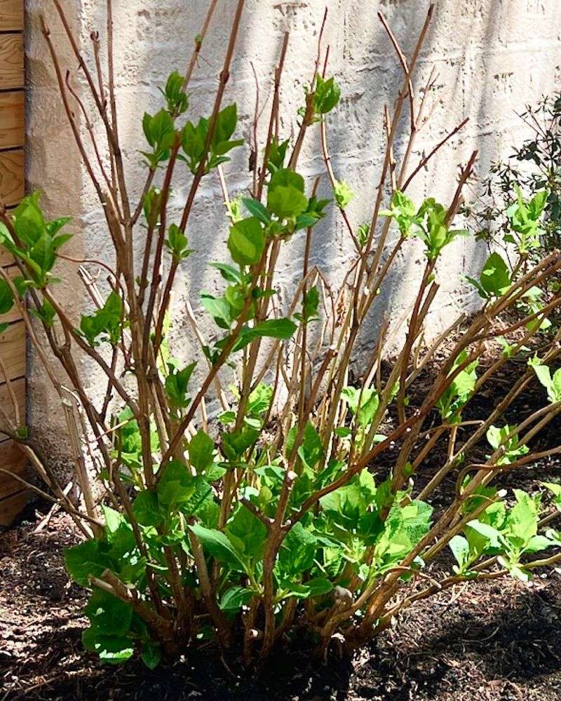 Not Every Hydrangea Faces The Same Fall Pruning Risk