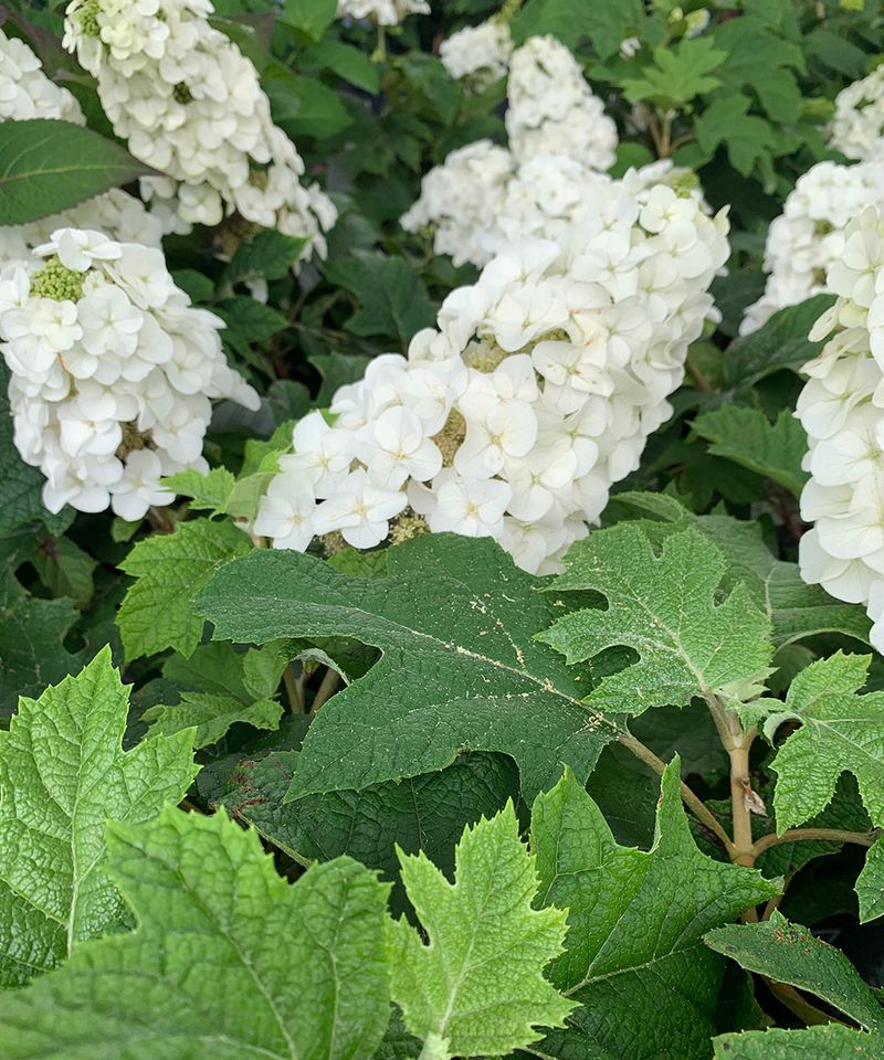 Not Every Hydrangea Follows The Same Bloom Cycle Not Every Hydrangea Follows The Same Bloom Cycle