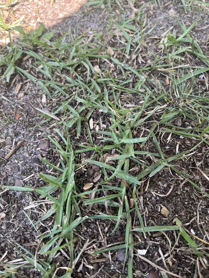 Not Every Lawn Handles Overseeding The Same Way Not Every Lawn Handles Overseeding The Same Way