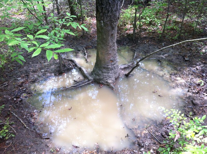 Not Every Muddy Patch Means The Hogs Were Feeding