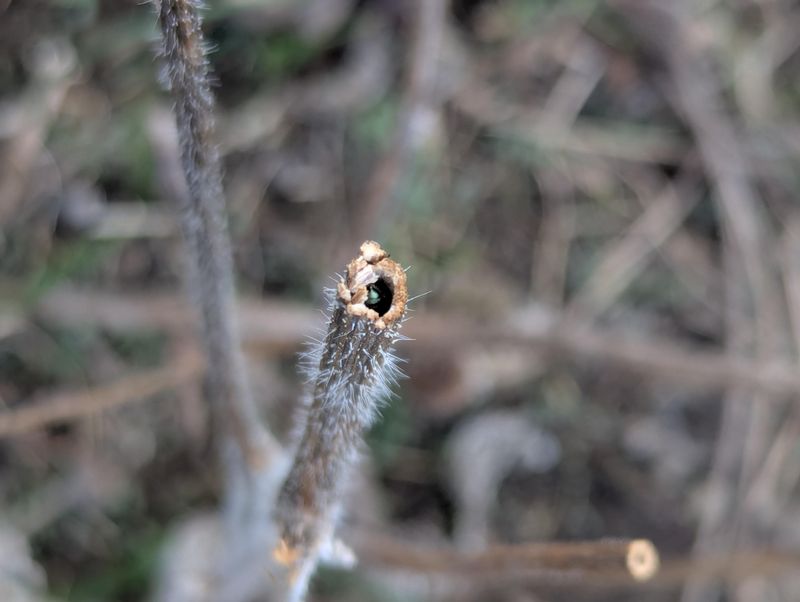 Not Every Pollinator Uses Leaves Not Every Pollinator Uses Leaves