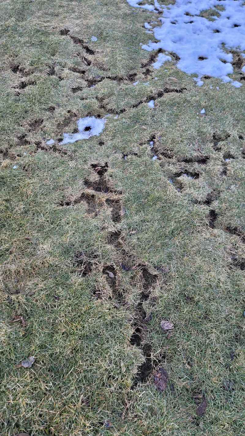 Not Mowing Close Before Snow