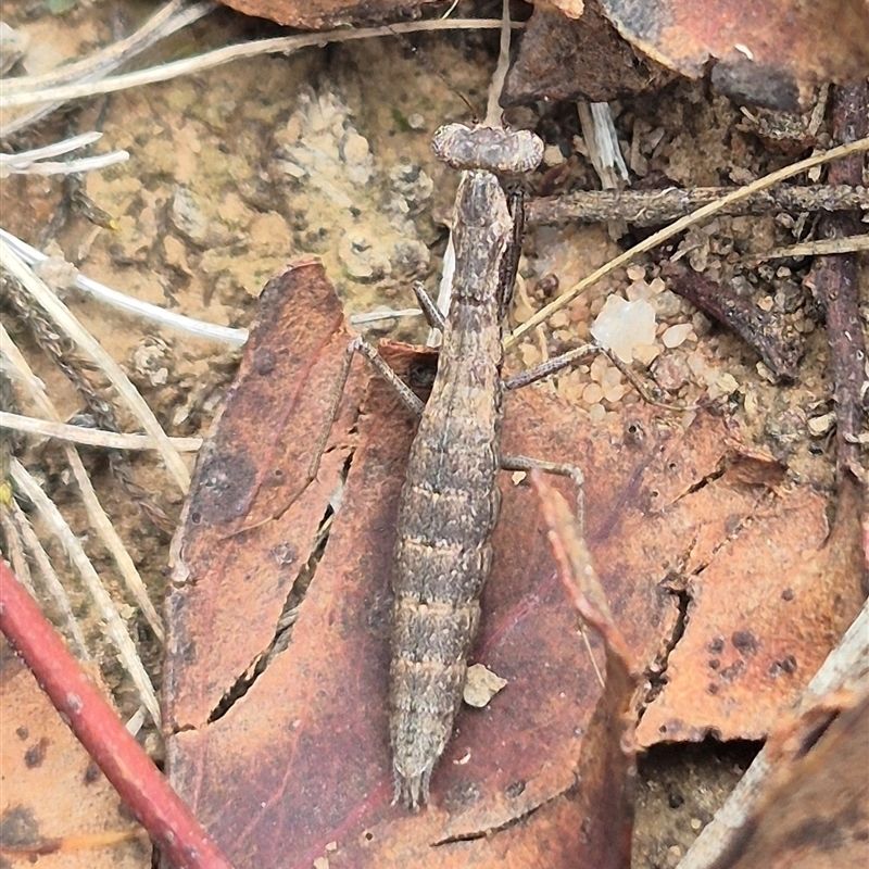 Not The Mantis Your Neighbor Bought Online Not The Mantis Your Neighbor Bought Online