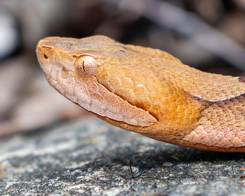 Notice A Plain Copper-Colored Head With No Markings Notice A Plain Copper-Colored Head With No Markings