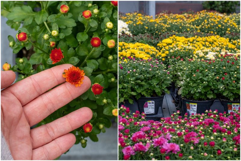 November color is a better chance, not a promise