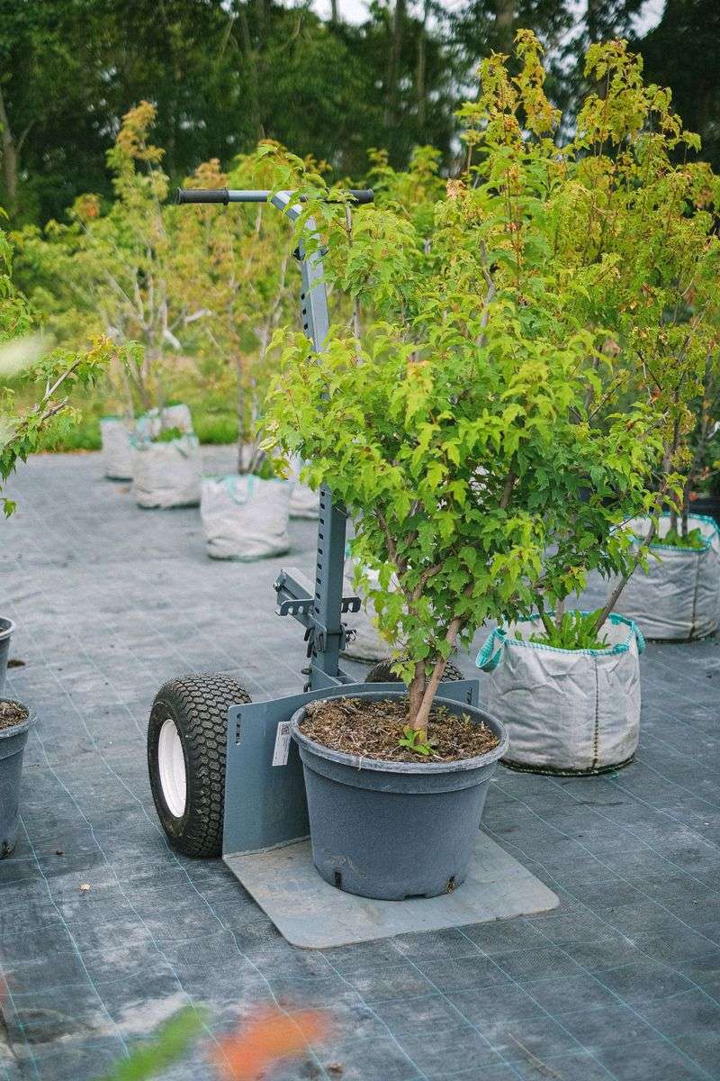 Nurseries Discount Trees To Clear Inventory