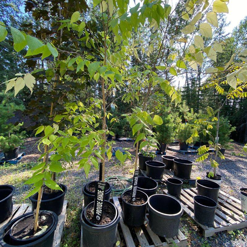 Nurseries Often Pass Over A Worthy Native Tree