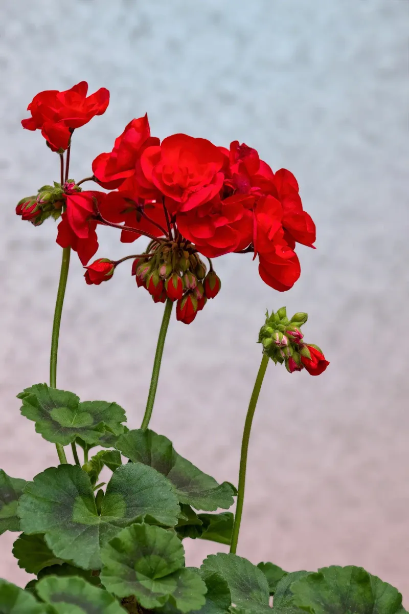 Nutrient Deficiency Is Less Common Than Assumed Nutrient Deficiency Is Less Common Than Assumed