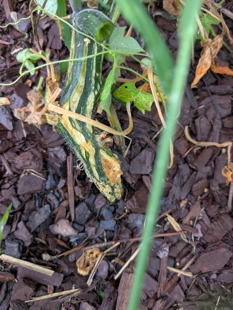 Nutrient Drain Affects Next Year's Planting Too