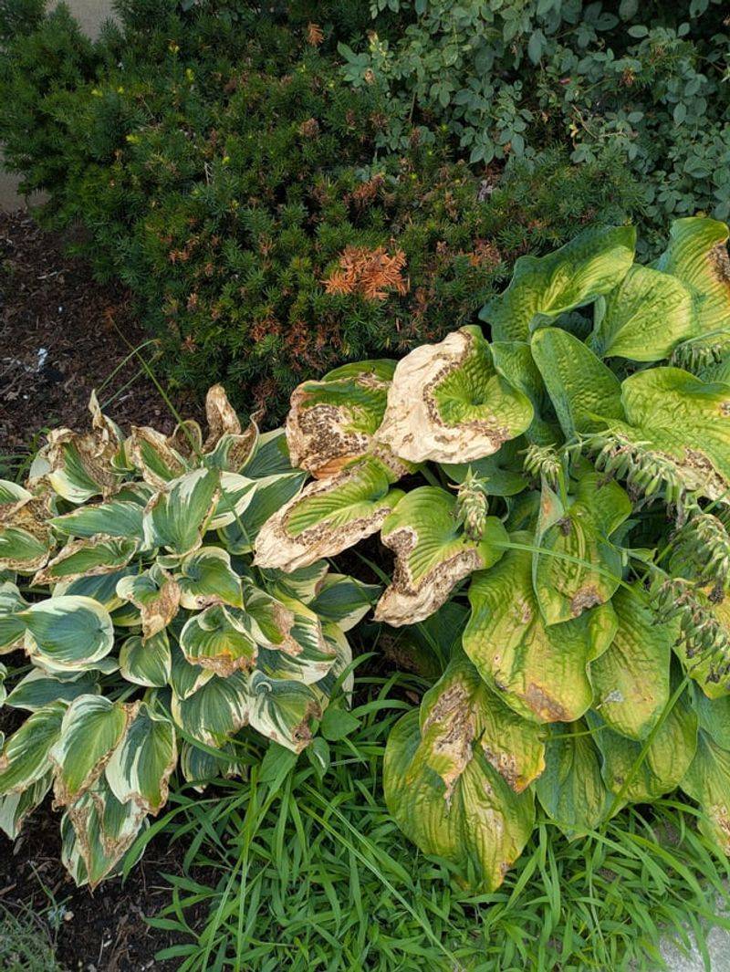 Nutrient Problems Can Affect Hosta Leaf Color Nutrient Problems Can Affect Hosta Leaf Color