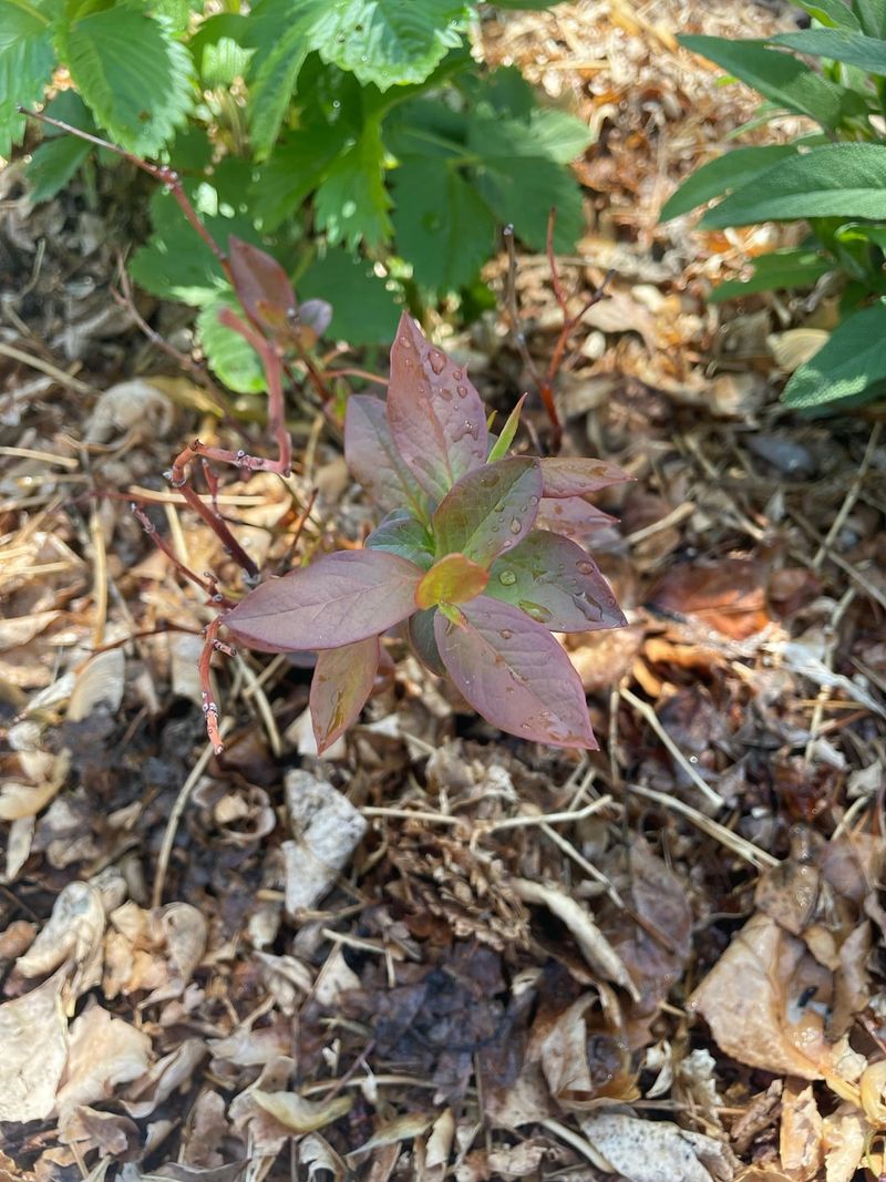 Nutrient Problems Can Also Change The Color Of Blueberry Leaves Nutrient Problems Can Also Change The Color Of Blueberry Leaves