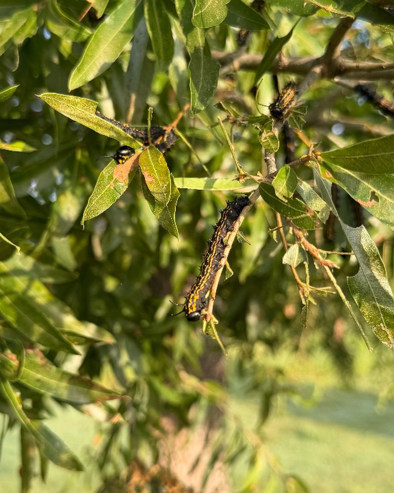 Oak Leaves Are Their Favorite Food Oak Leaves Are Their Favorite Food