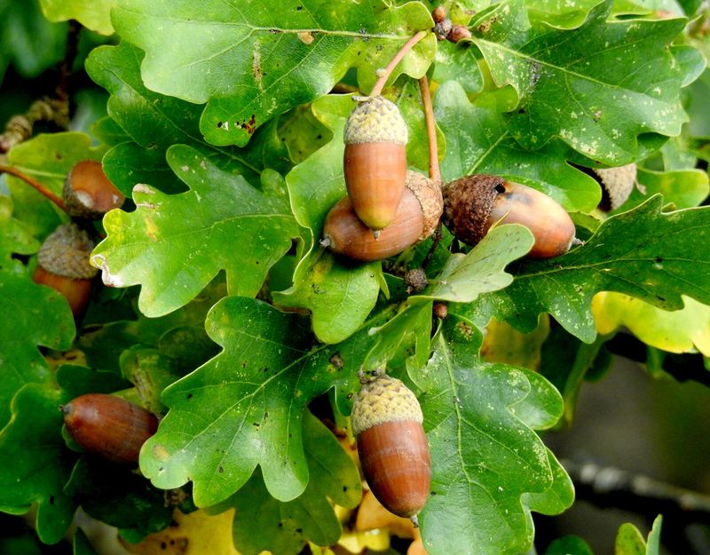 Oak Species Set Different Acorn Schedules Oak Species Set Different Acorn Schedules