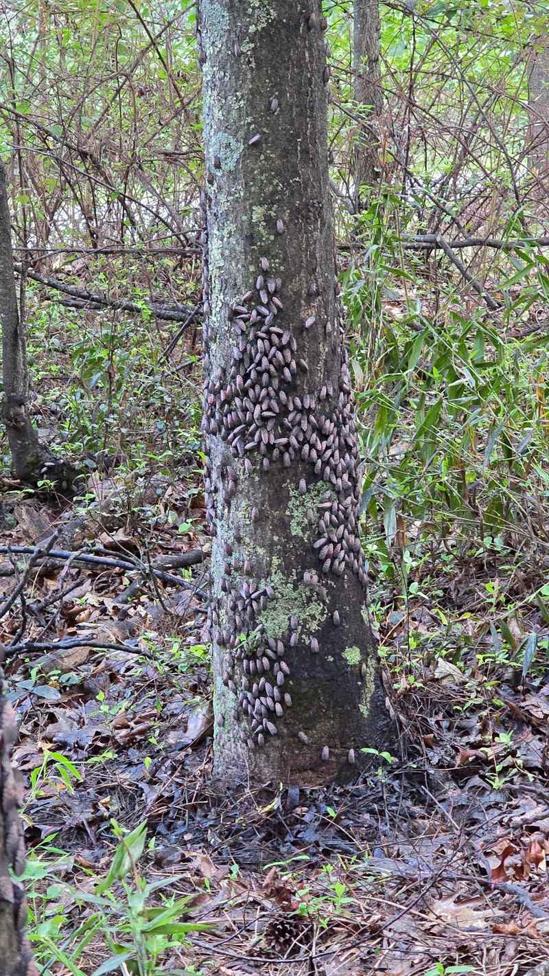 Oak Trees Can Host Large Numbers Of Lanternflies Oak Trees Can Host Large Numbers Of Lanternflies