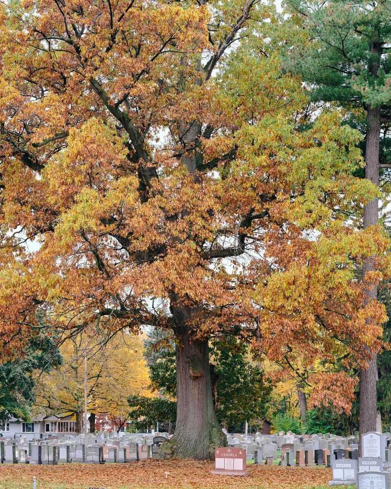 Oak Trees Hold Their Leaves Into Late Fall
