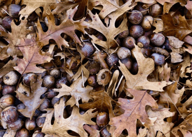 Oak Trees Naturally Cycle Through Heavy Crops Oak Trees Naturally Cycle Through Heavy Crops