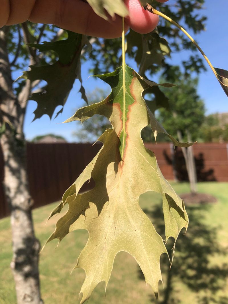 Oak Trees Under Stress After Repeated Defoliation