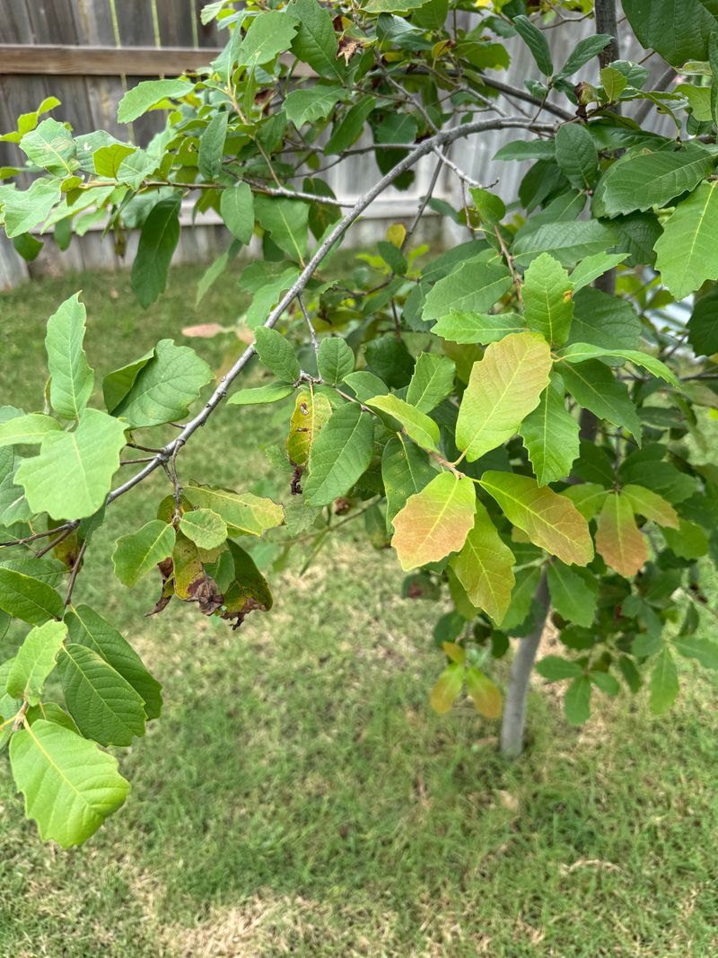 Oak Wilt Resistance Comes With A Caveat