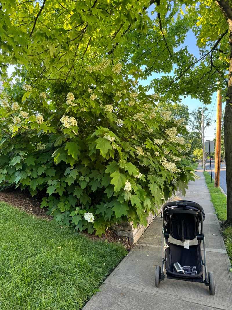 Oakleaf Hydrangea Softens Shaded Fence Line Areas