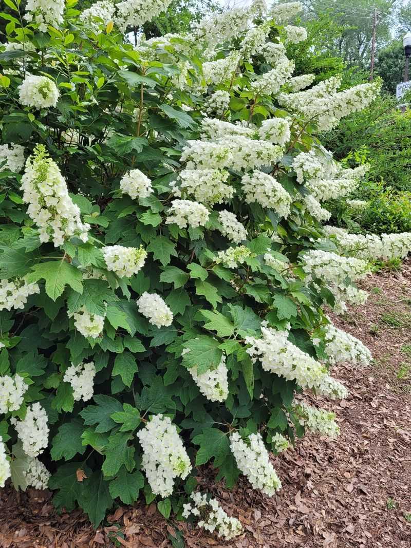 Oakleaf Hydrangea