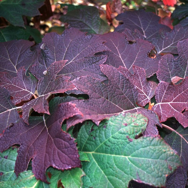 Oakleaf Hydrangeas Bring Fall Color And Winter Structure Oakleaf Hydrangeas Bring Fall Color And Winter Structure