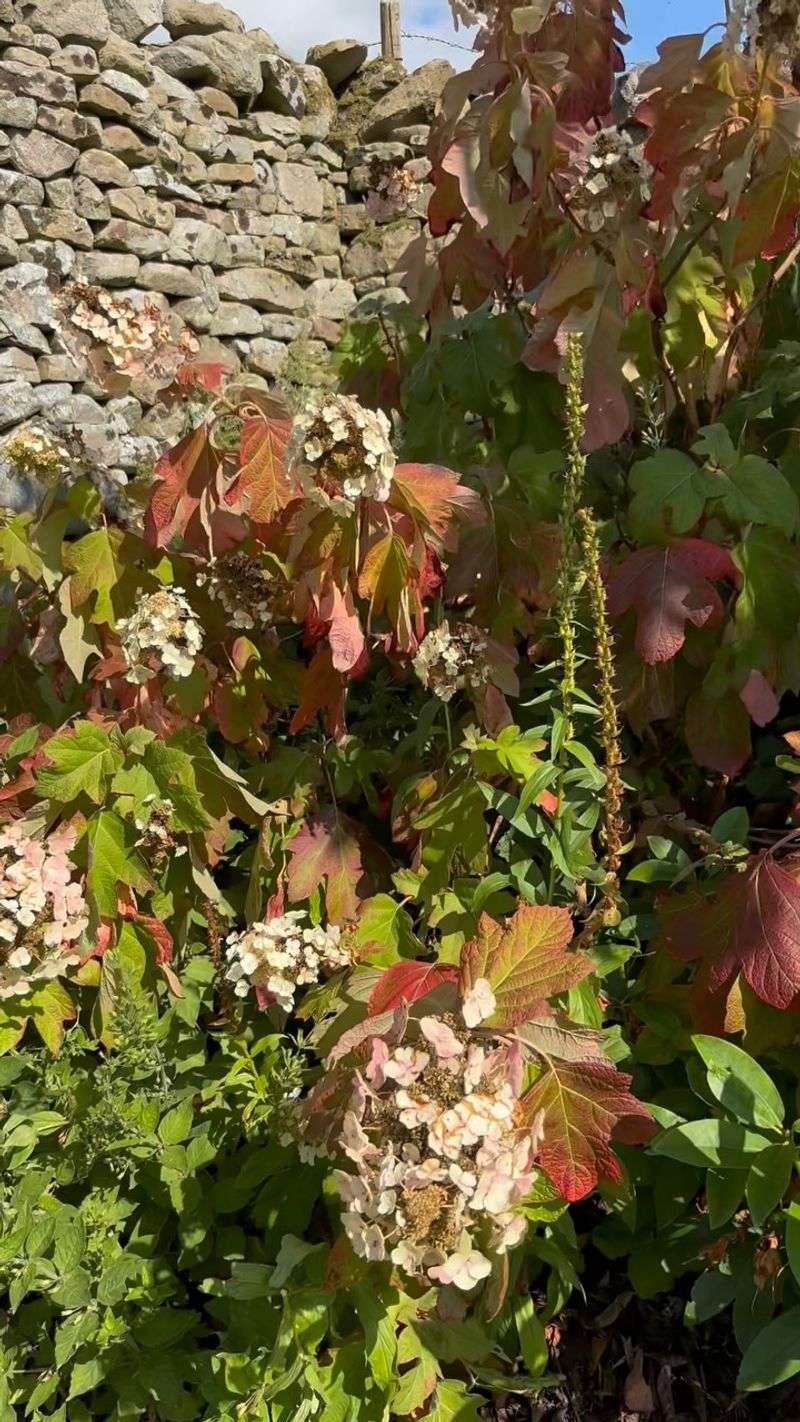 Oakleaf Varieties Prefer A Light Touch