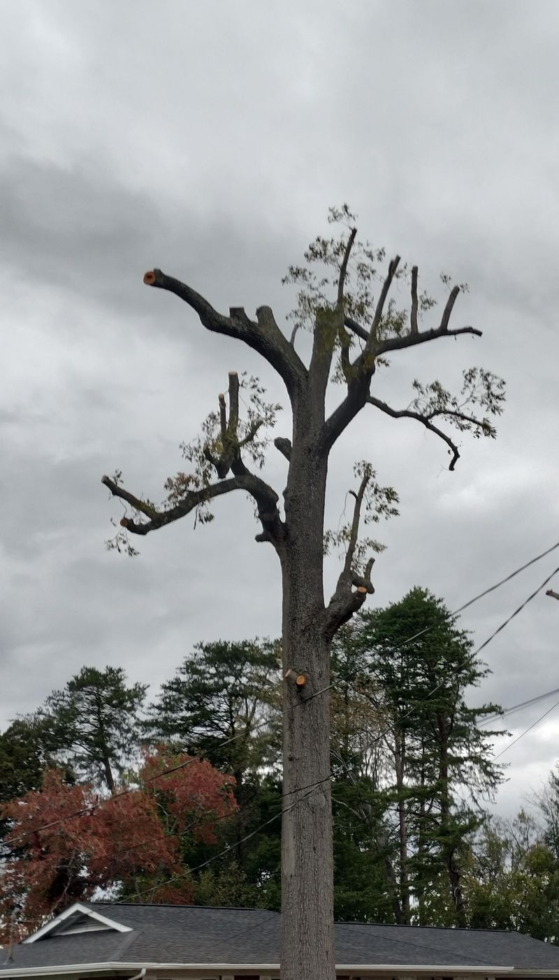 Oaks Need Fall Pruning Caution To Reduce Problems Oaks Need Fall Pruning Caution To Reduce Problems