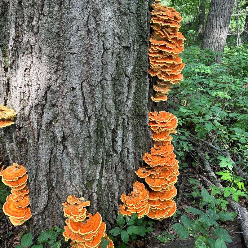 Oaks Sit At The Top Of The Menu